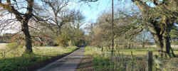A Country Lane near Rougham, Norfolk
